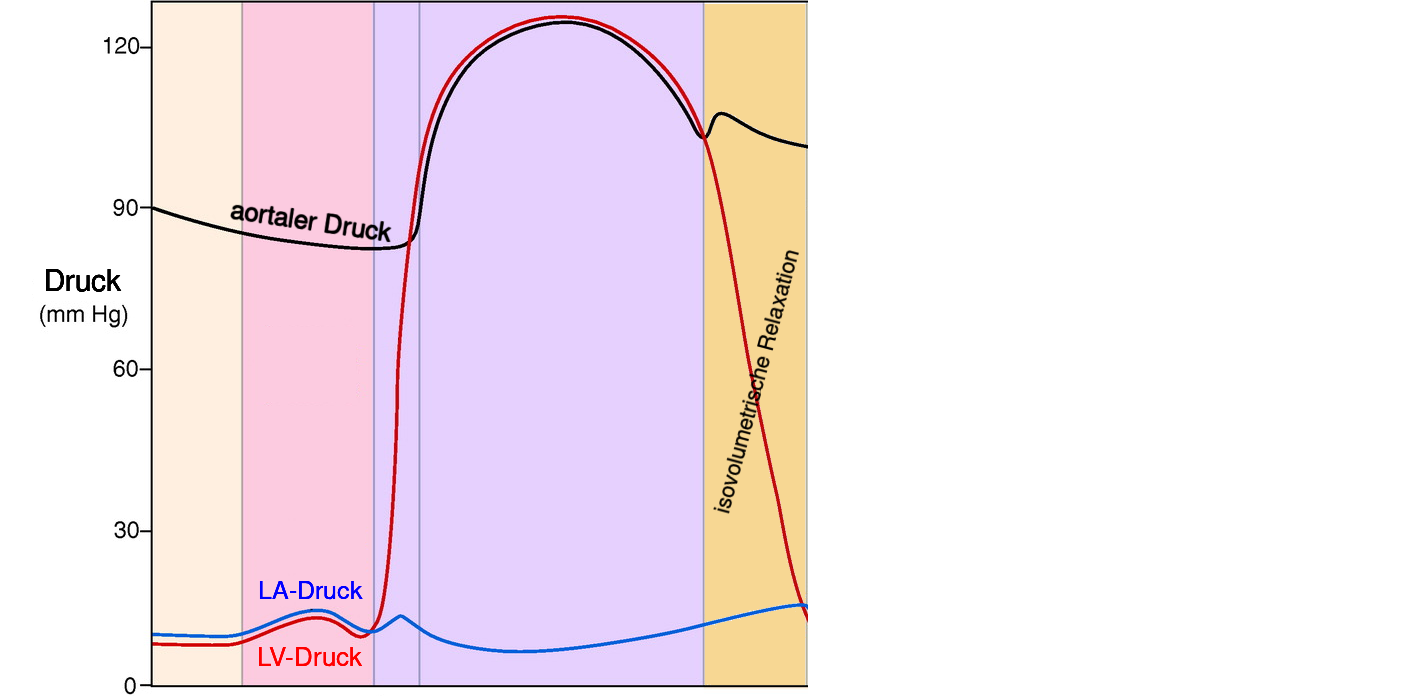 Hier fehlt WiggersDiagramm_mit den diastolischen Phasen