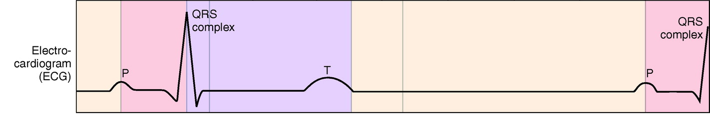 hier fehlt Wiggers_Diagramm-Systole-Diastole